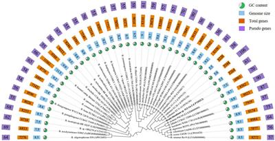 Genetic diversity into a novel free-living species of Bradyrhizobium from contaminated freshwater sediment